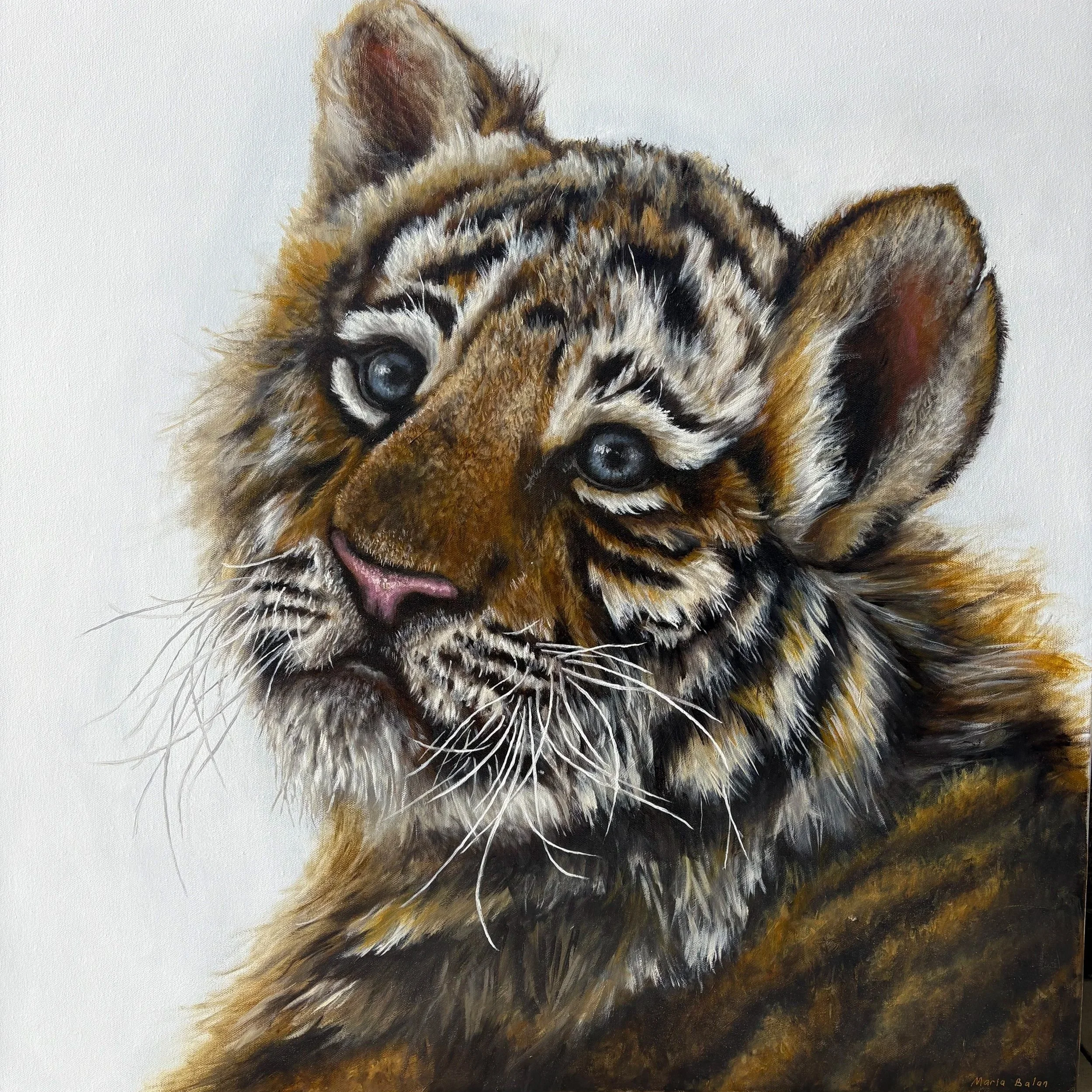 A realistic portrait of a Tiger puppy with blue eyes, showcasing detailed fur in brown, black, white, and yellow hues, against a plain white background.