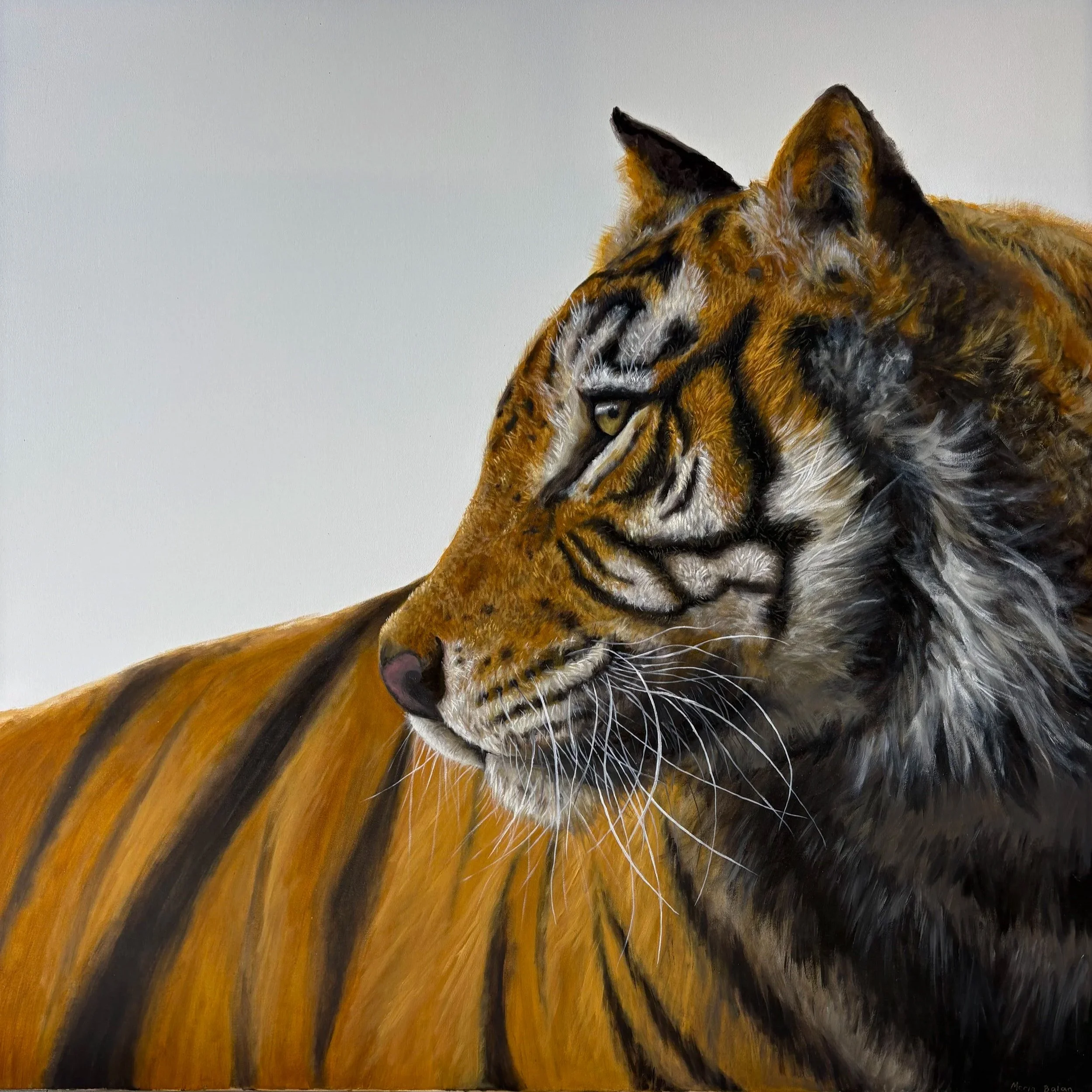 Eye of the Tiger