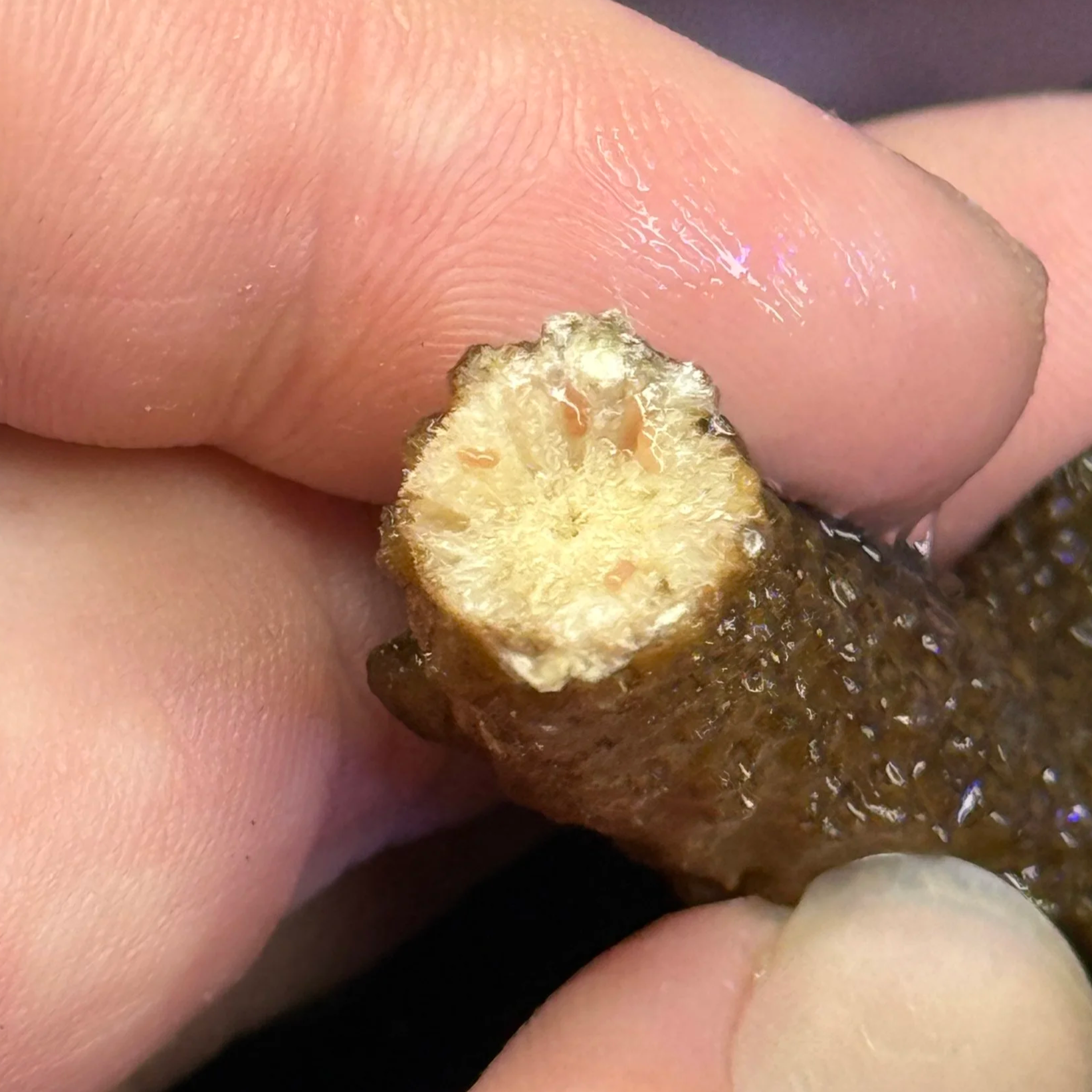 Close-up of a hand holding a piece of ginger root.