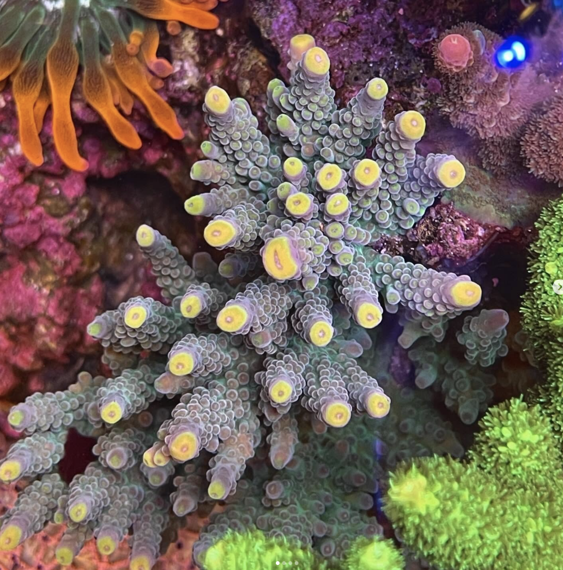 Close-up of colorful coral and marine life, including a central branching coral with yellow-tipped polyps, surrounded by other coral and marine organisms with vibrant colors.