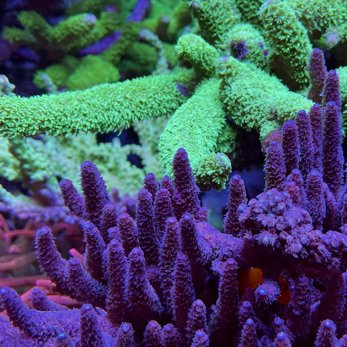 Colorful coral fronds in shades of green and purple