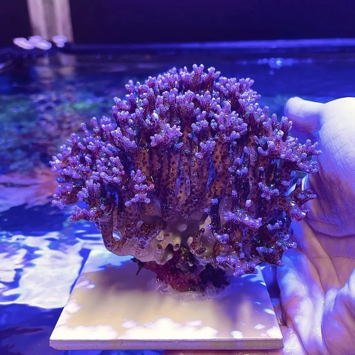 A vibrant purple coral being held by a person against an aquarium background.