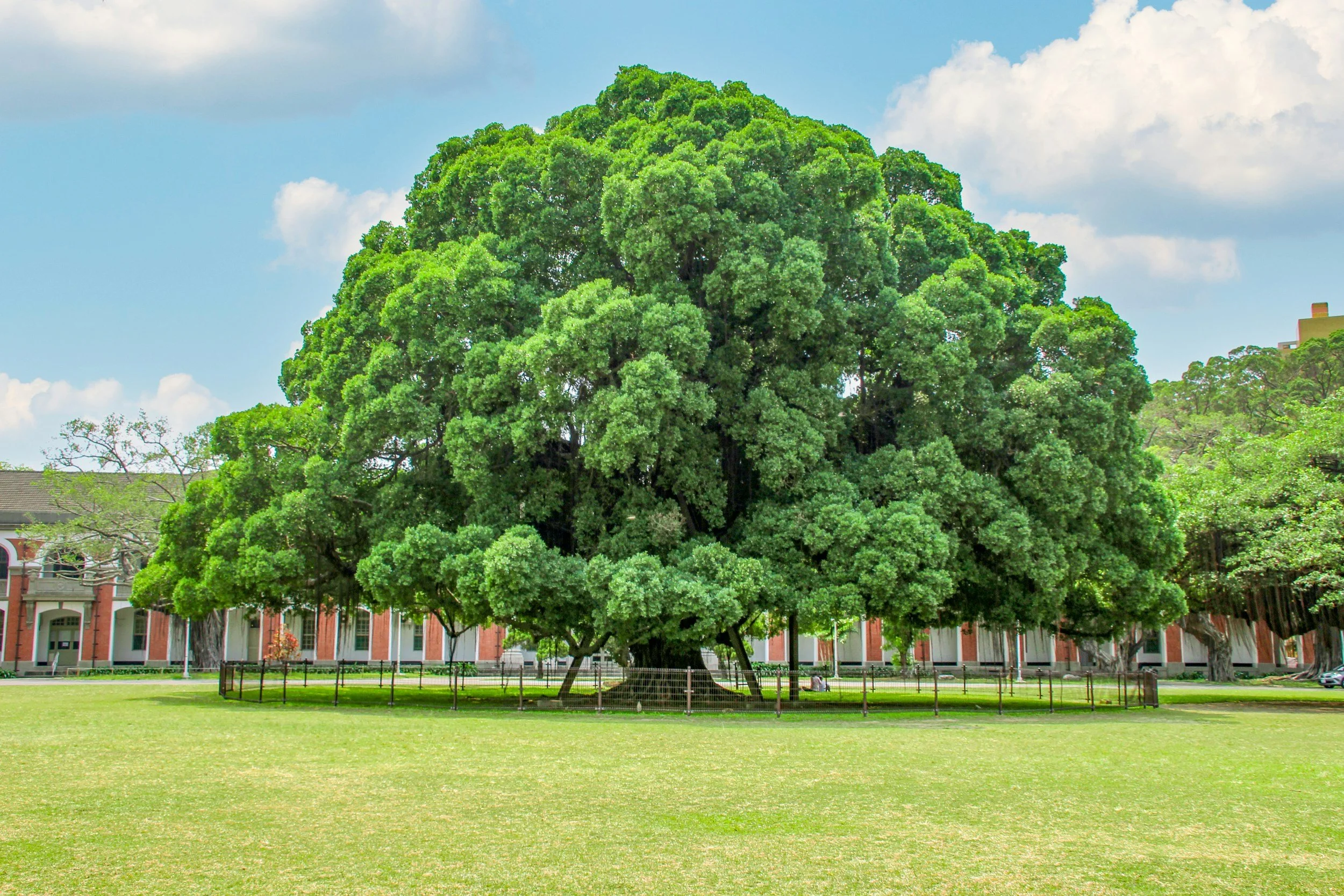 A large, lush green tree in a park with a fence around it, situated on a grassy lawn with a building with columns behind it and a partly cloudy blue sky overhead.