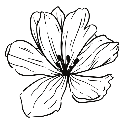Outline drawing of a flower with large petals.