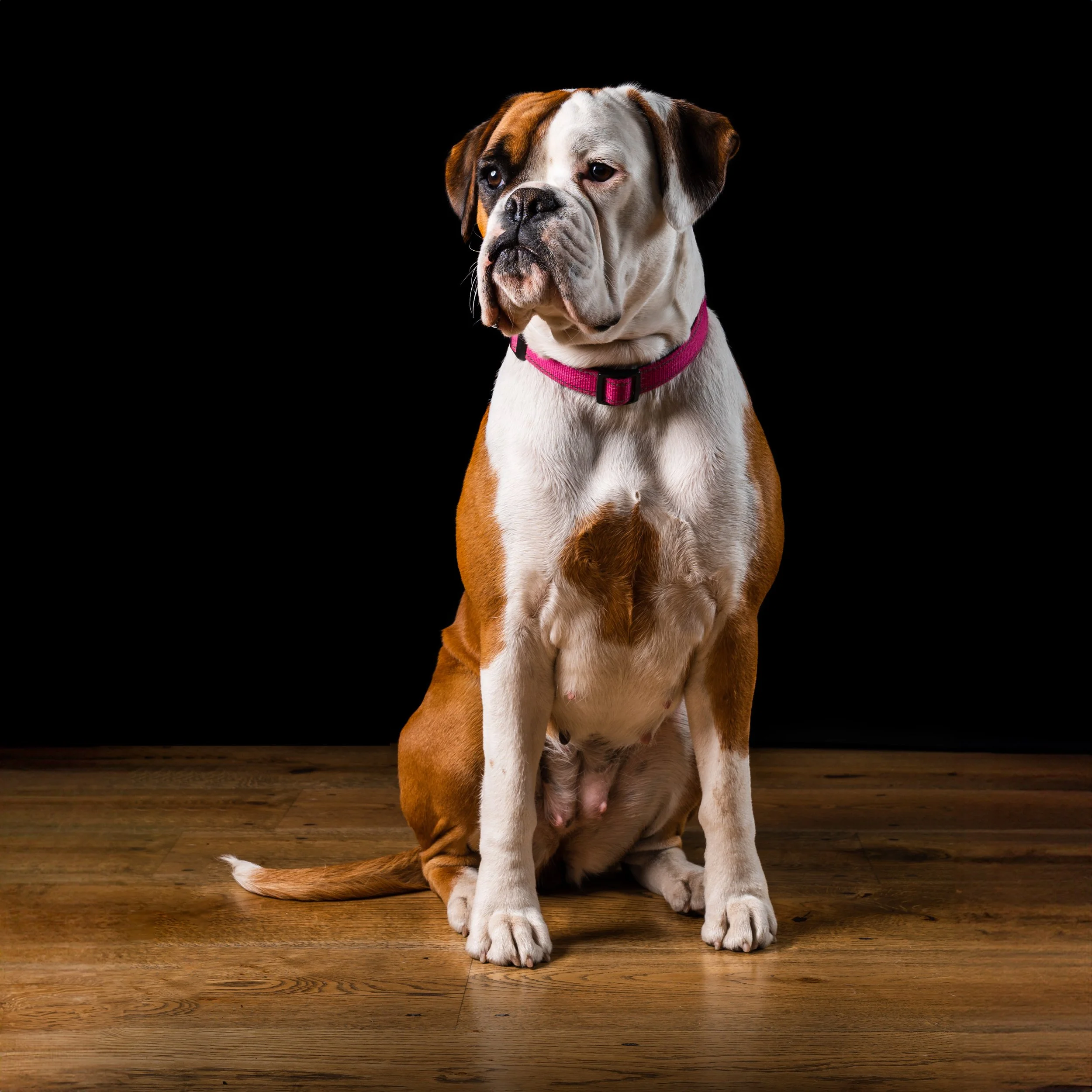 Nelly Studio Portrait.jpg