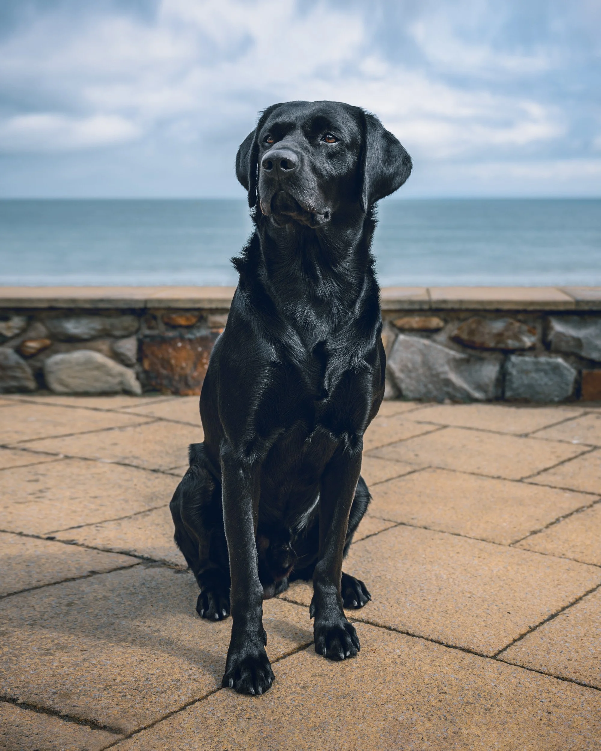 Murphy in Abersoch.jpg