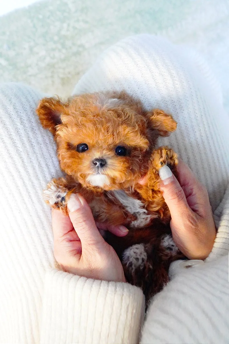 0830 Toypoodle.M (4).jpg