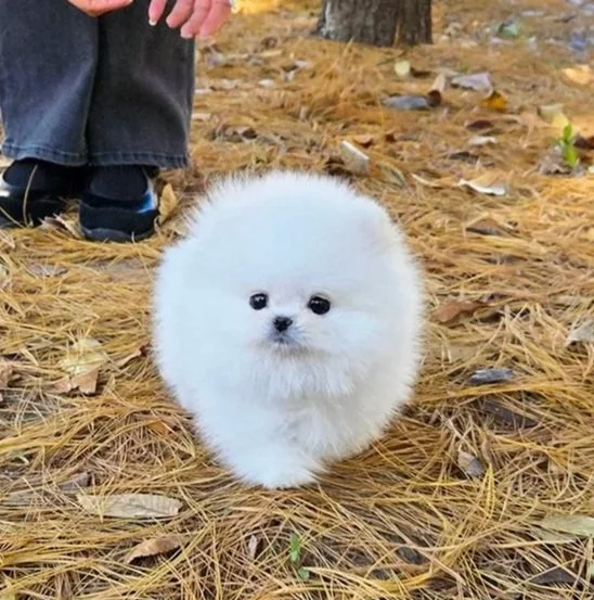 Cotton
