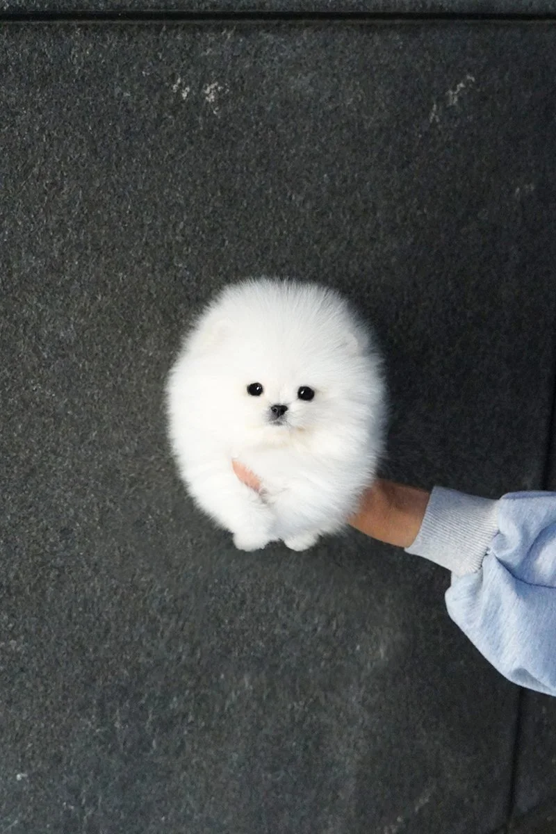 0826 POM1 WM (2).jpg