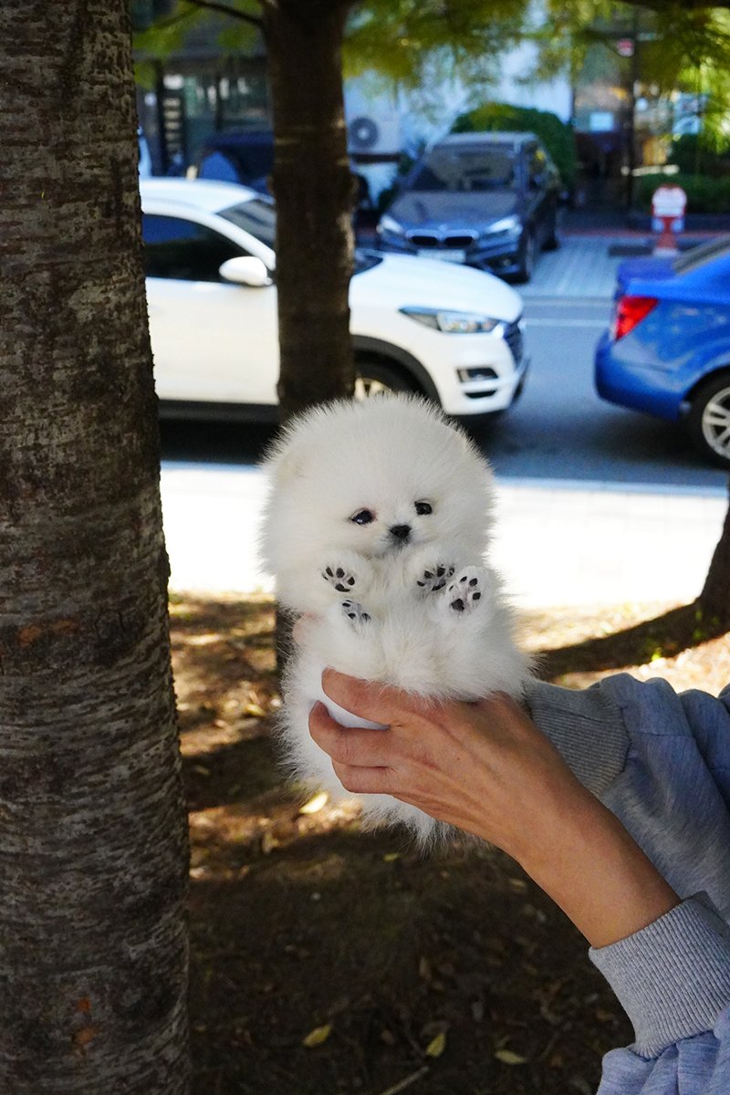 0826 POM1 WM (3).jpg