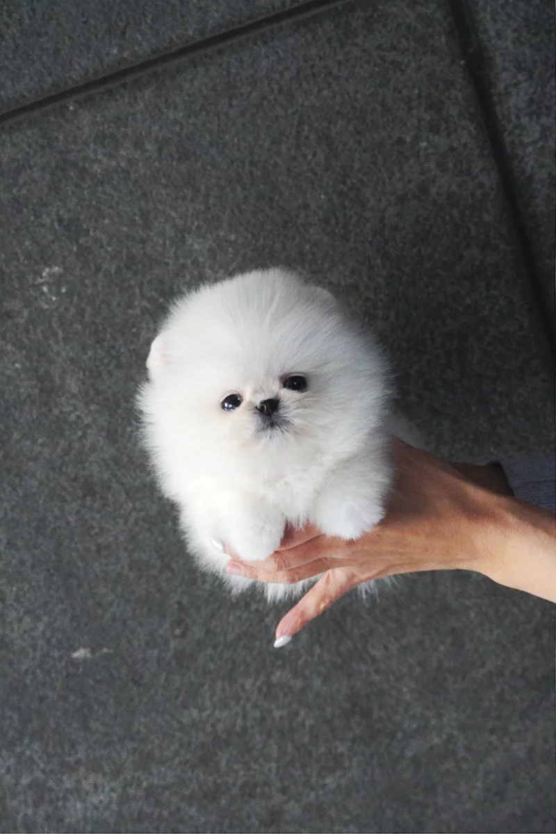 0826 POM2 WM (2).jpg