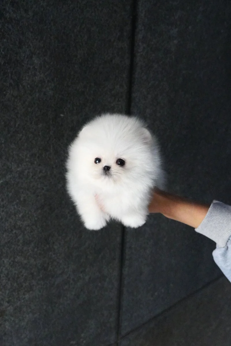 0826 POM2 WM (3).jpg