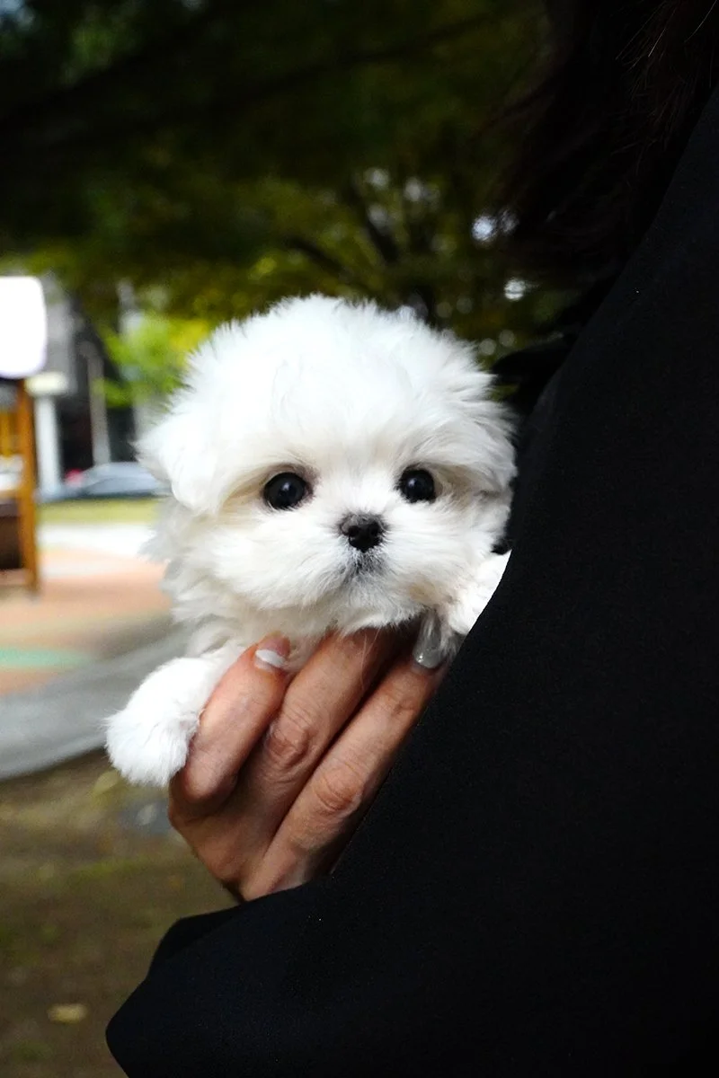 0811 Maltese WM (1).jpg