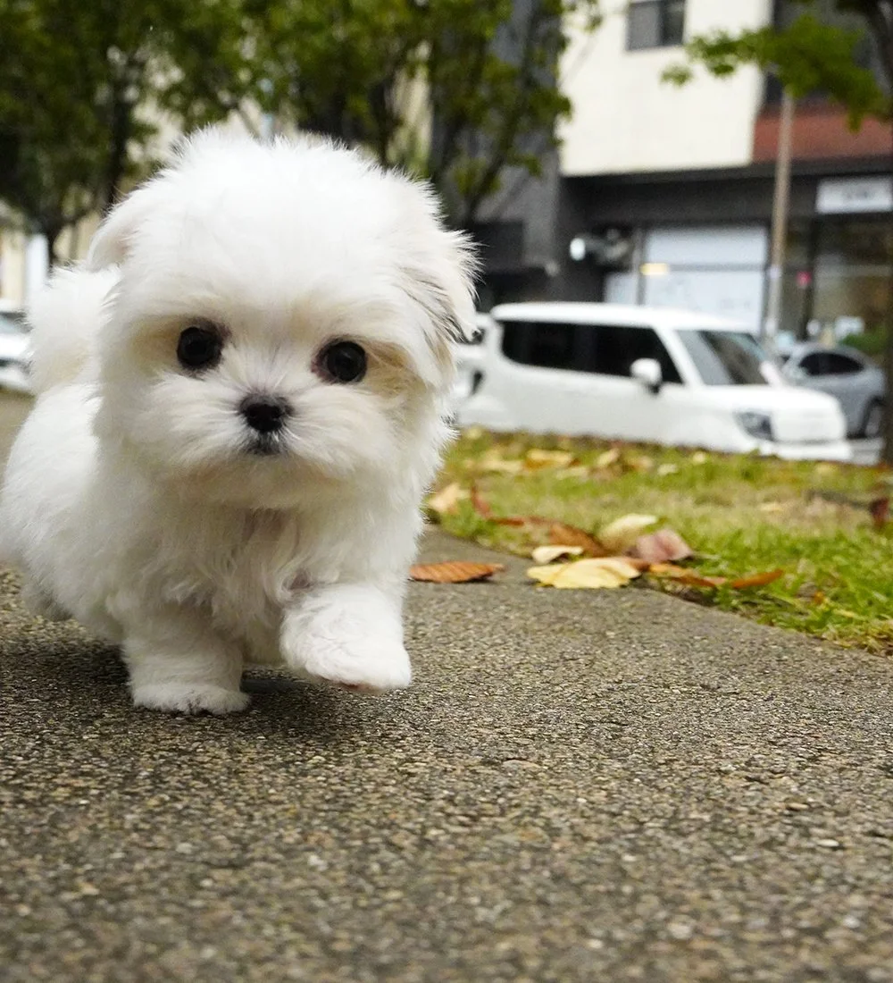 0811 Maltese WM (2).jpg