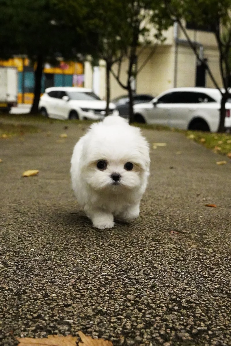 0811 Maltese WM (3).jpg