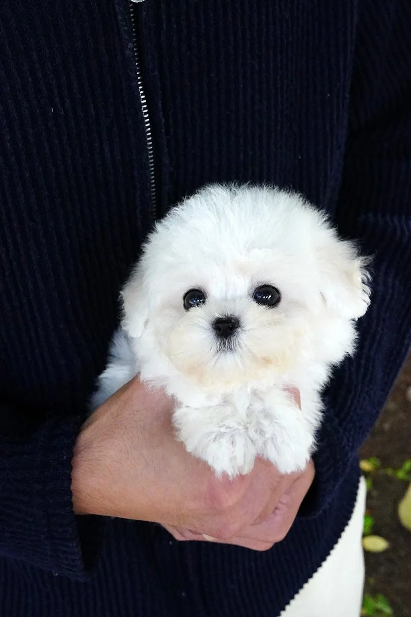 0715 Mini Bichon.WM (1).jpg