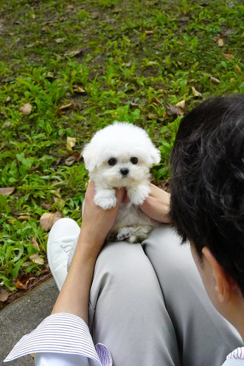 0715 Mini Bichon.WM (2).jpg