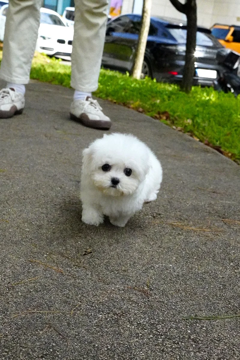 0715 Mini Bichon.WM (3).jpg