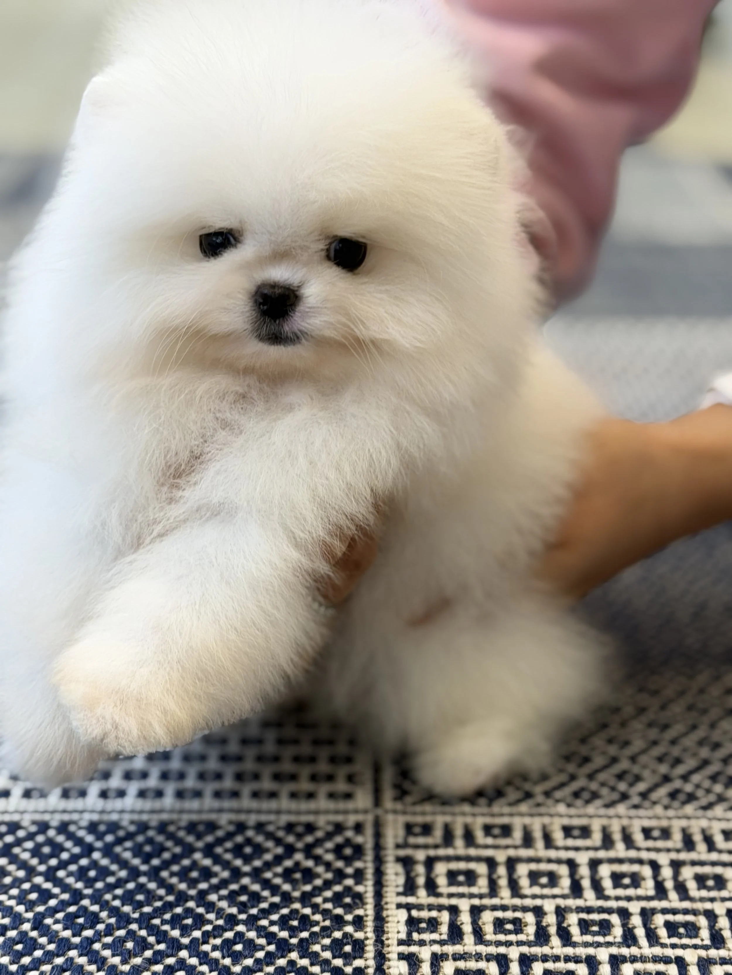 Copy of 1769417583937.jpg