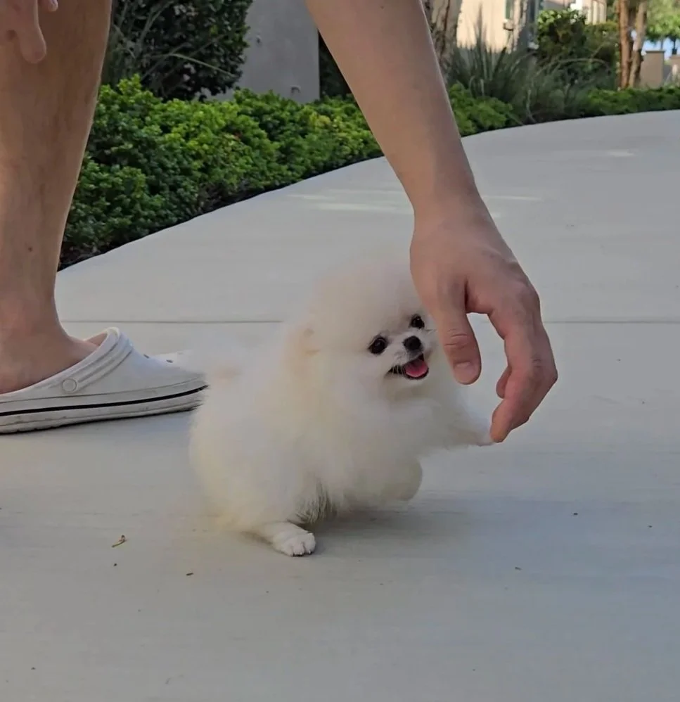 Coco - Reserved