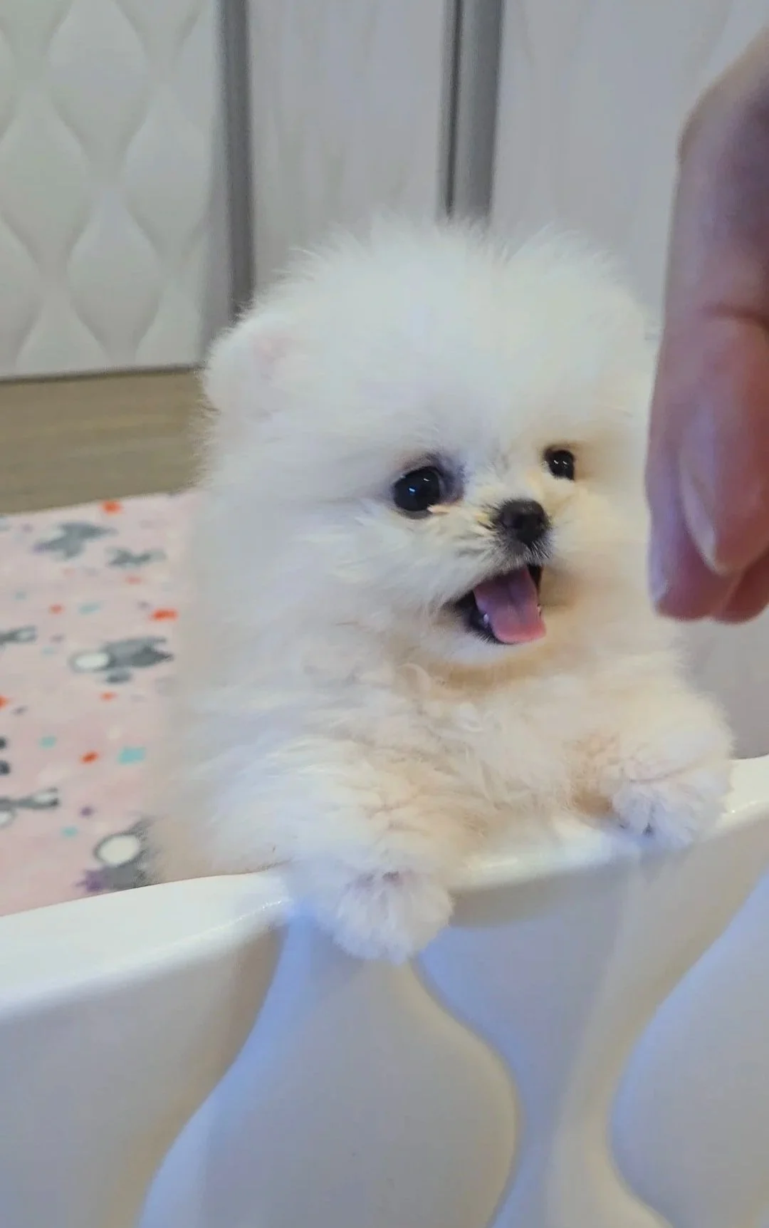 Lulu