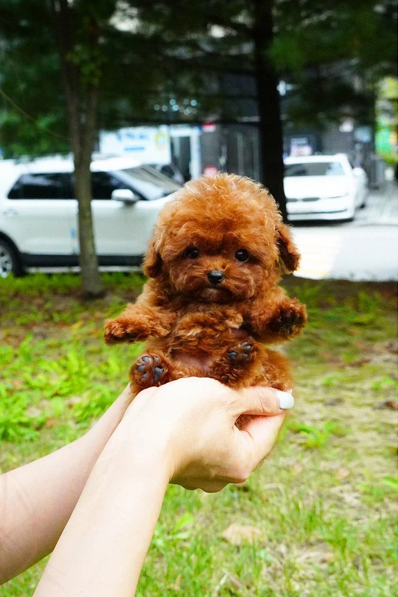 0720 Toy Poodle WM (2).jpg