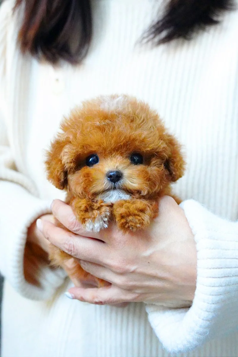 0830 Toypoodle.M (2).jpg