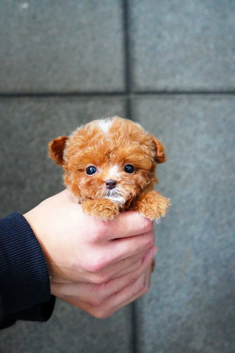 0823 Toy Poodle M (2).jpg