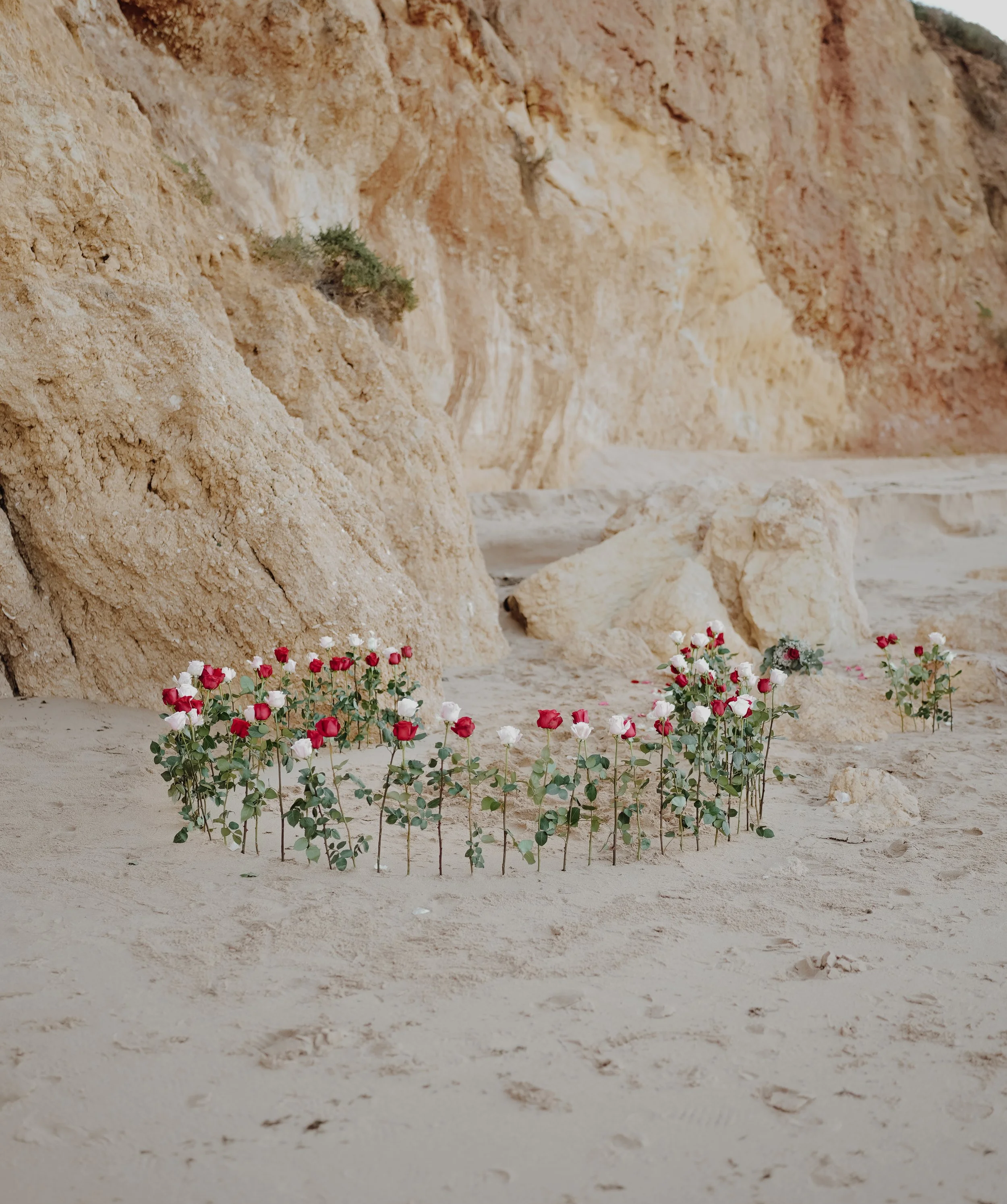 A row of pink and white roses planted in the sandy ground in front of large, beige and orange rock formations.