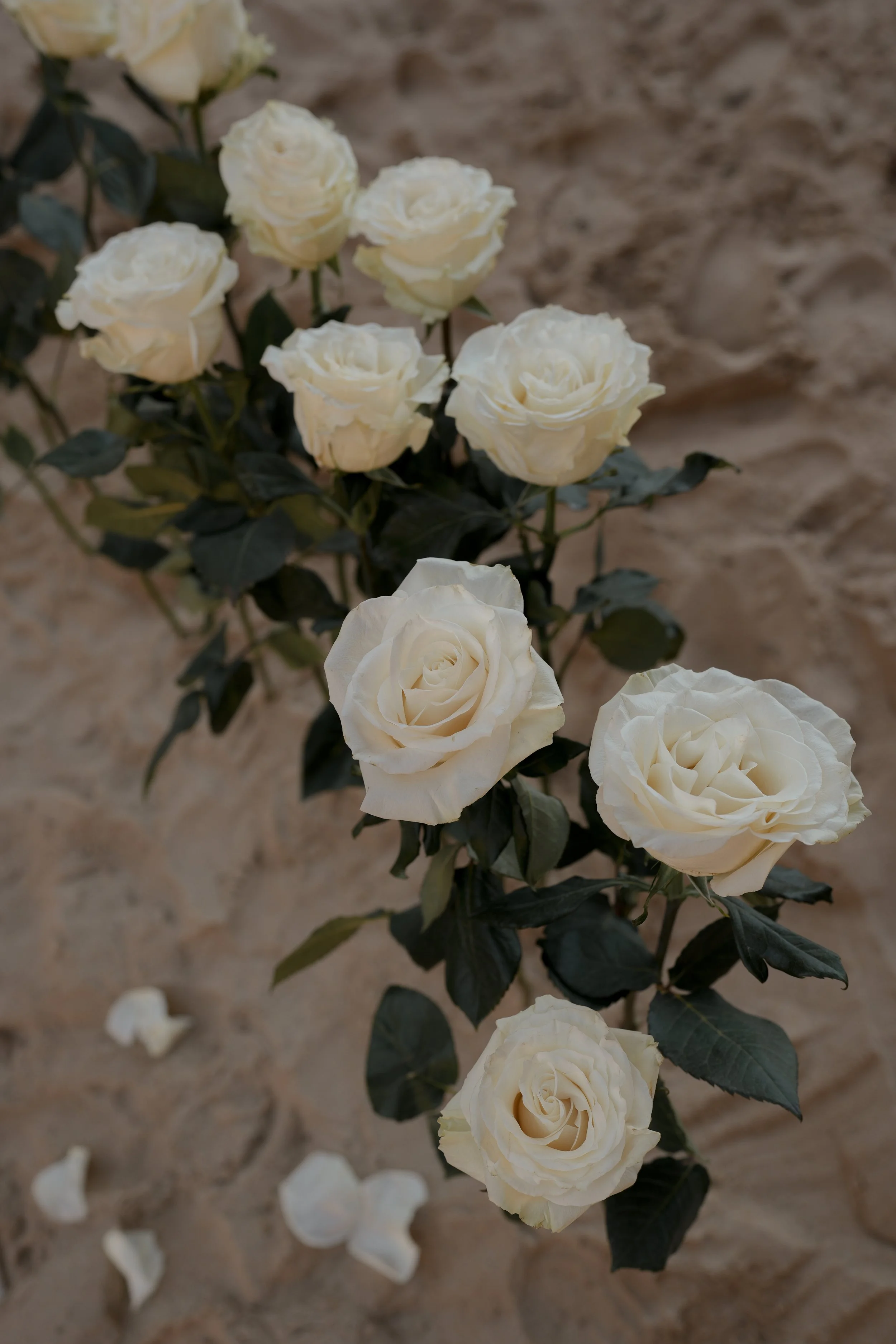 A bouquet of white roses with dark green leaves on a sandy surface, with a few loose rose petals nearby.