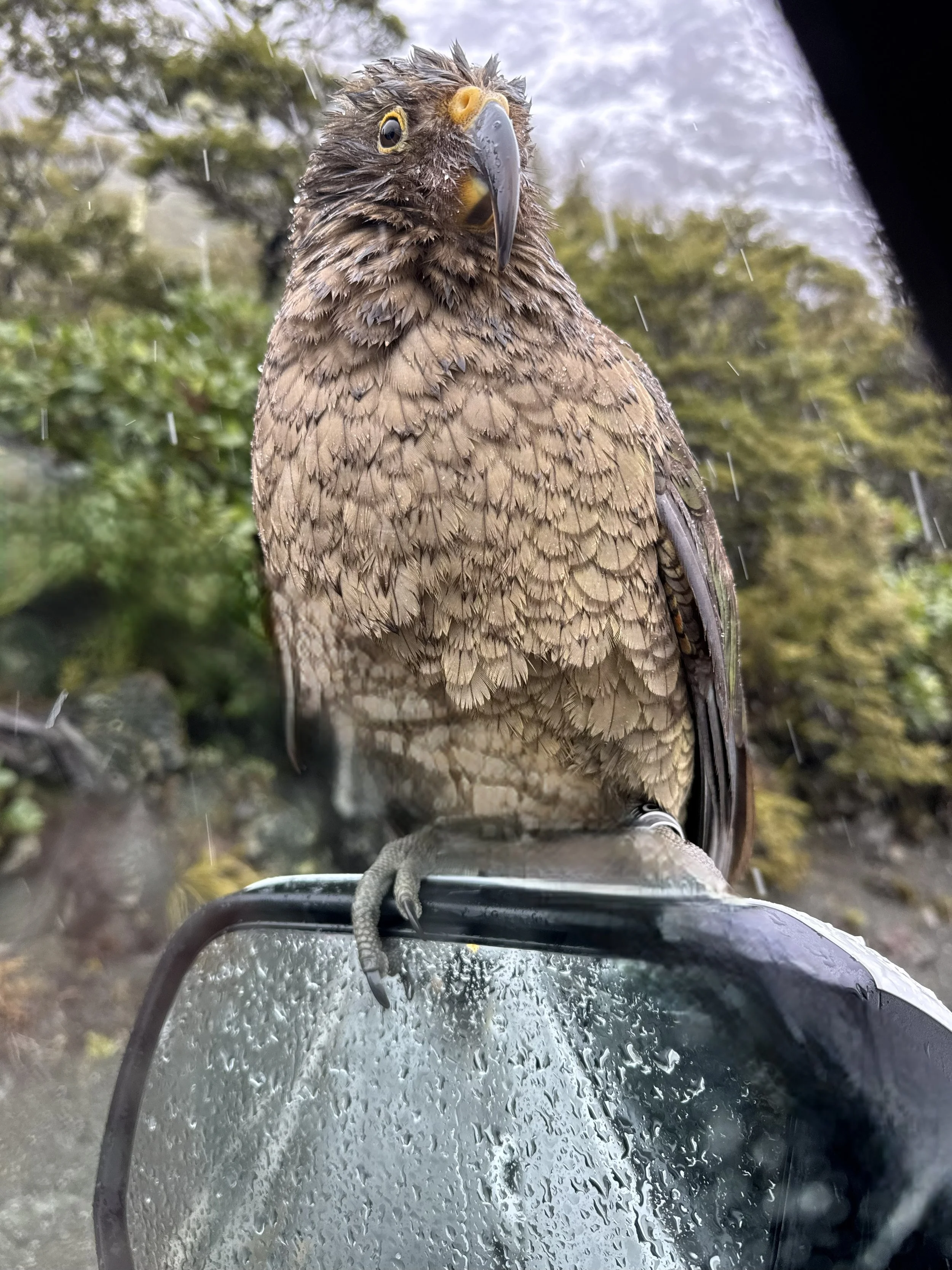 Milford Sound Tour - lakes del sur tourism