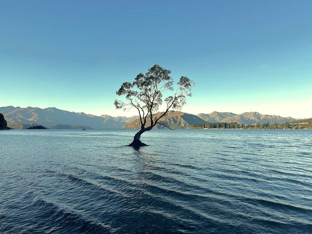 A lone tree growing out of the water with mountains in the background under a clear blue sky.