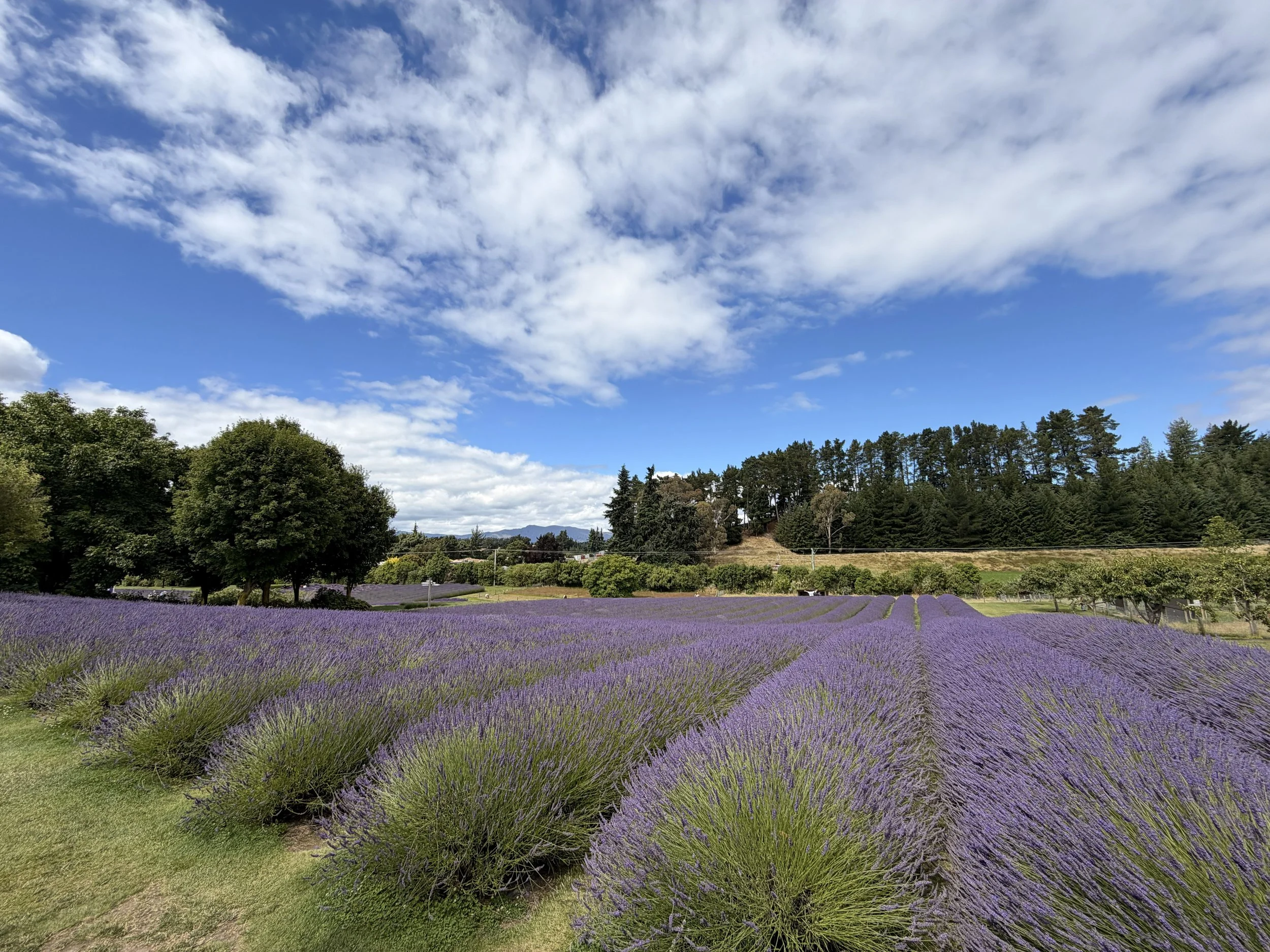 Lavender fields with purple flowers under a partly cloudy blue sky and trees in the background.