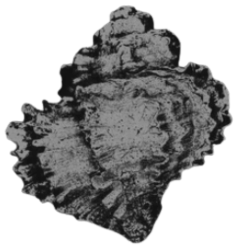 Close-up of a star-shaped dental mineral called a tooth mytolith, showing detailed surface textures.