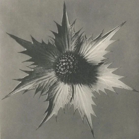 A black and white drawing of a star-shaped flower with jagged edges and a dense cluster of small petals or stamens in the center.
