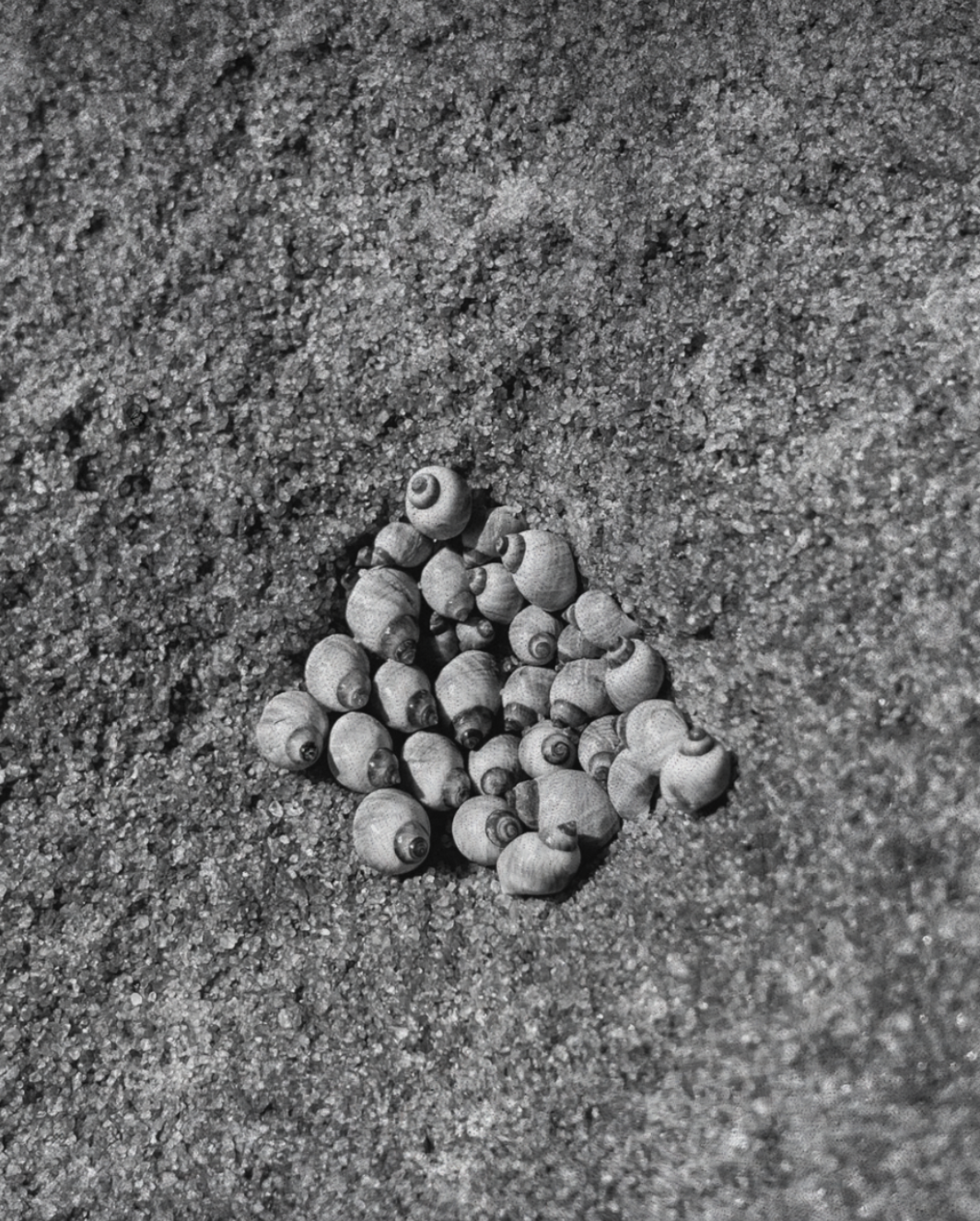 A pile of small seashells in sand, with a few shells scattered around, captured in black and white.
