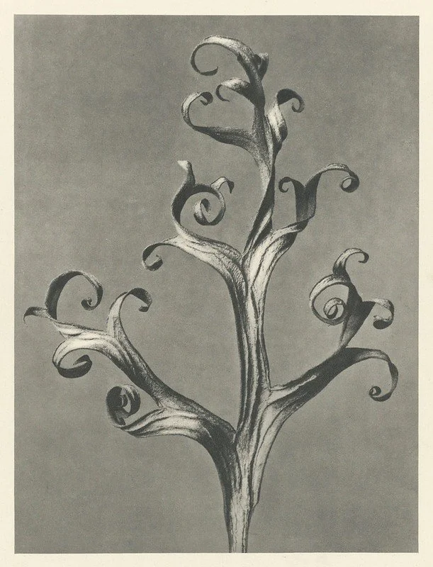 A black and white drawing of a tree with twisting, curled branches.