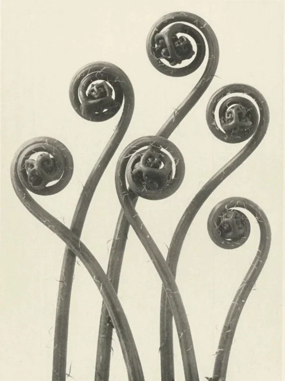 Close-up of several curly metal rods with round, coiled ends, arranged in an artistic pattern.