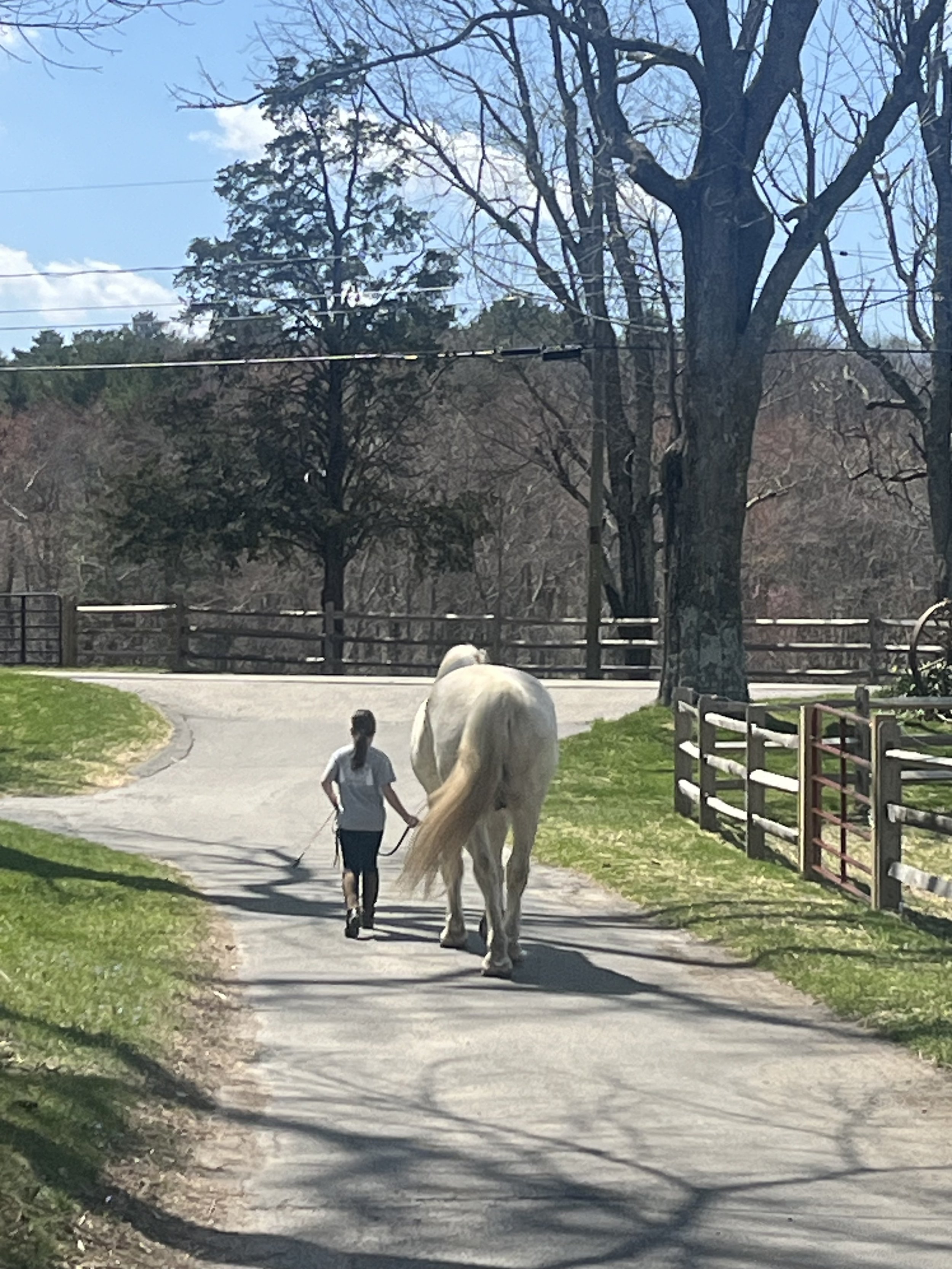 A person walking a white horse down a rural, paved path surrounded by green grass and trees, with a fence on the right side and a clear blue sky overhead.