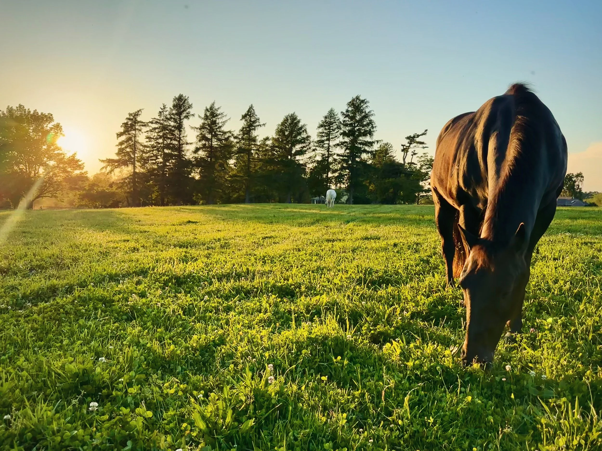 A brown horse grazing on lush green grass in a field during sunset, with trees in the background and another white horse in the distance.
