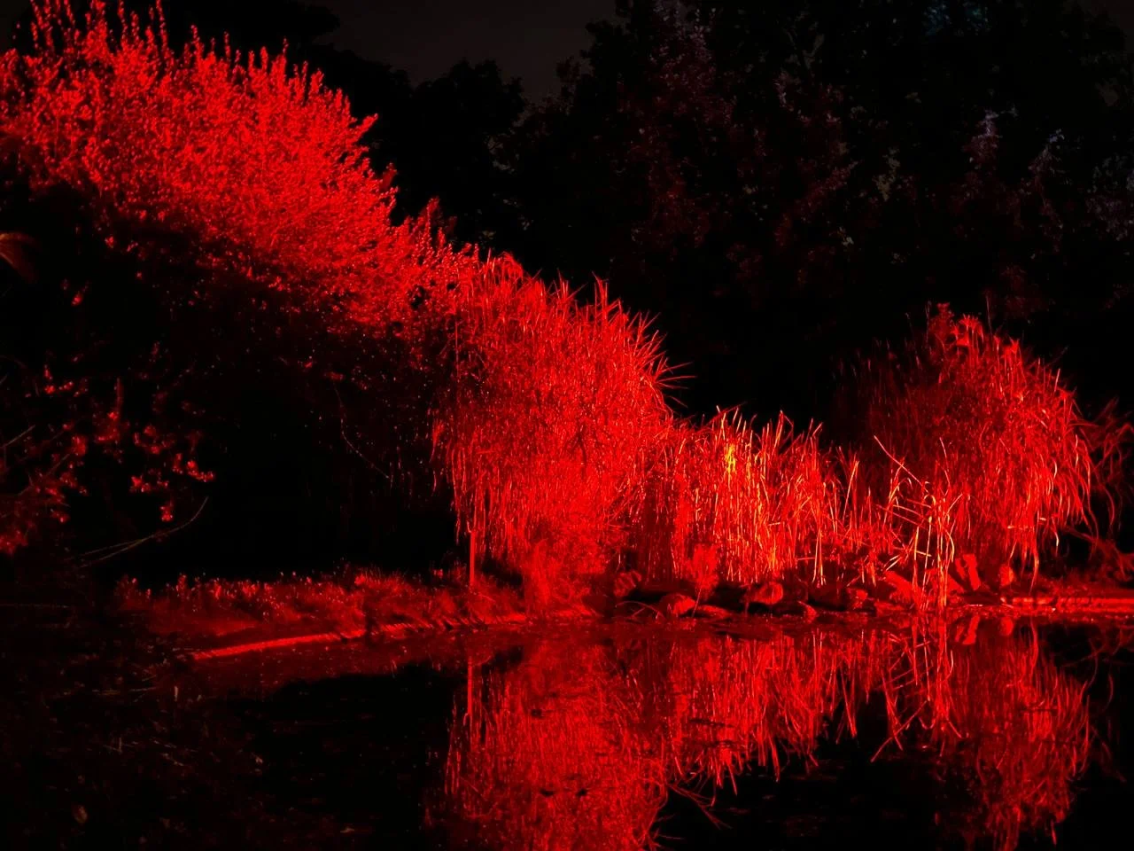 When life sets the intention — an intuitive immersion