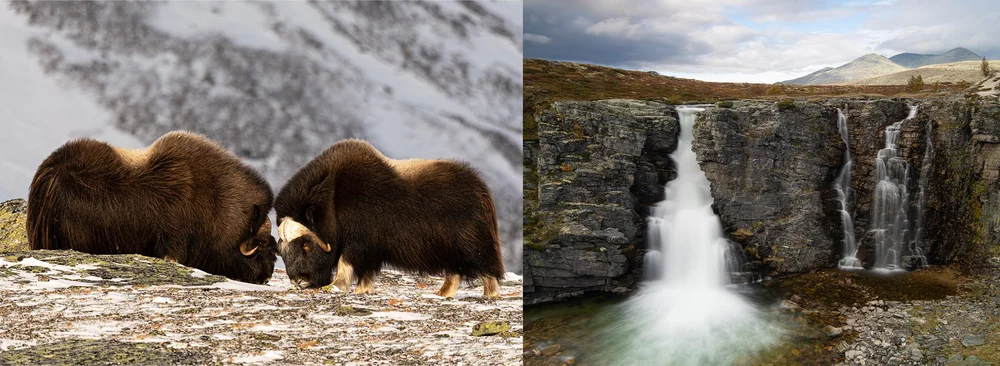 Musk ox and autumn landscapes in Norway