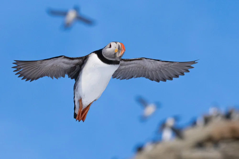 Puffins at Hornøya in Varanger, Norway