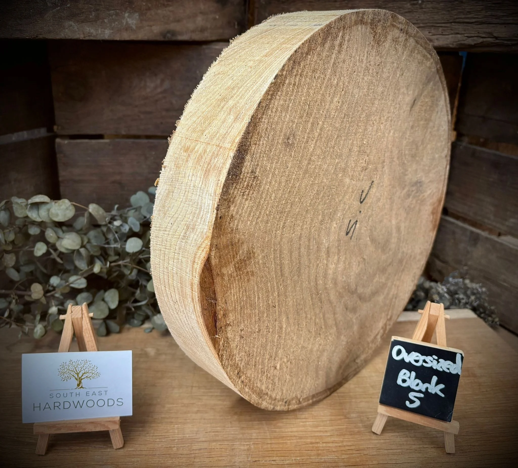 Oversized blank 5, sweet chestnut