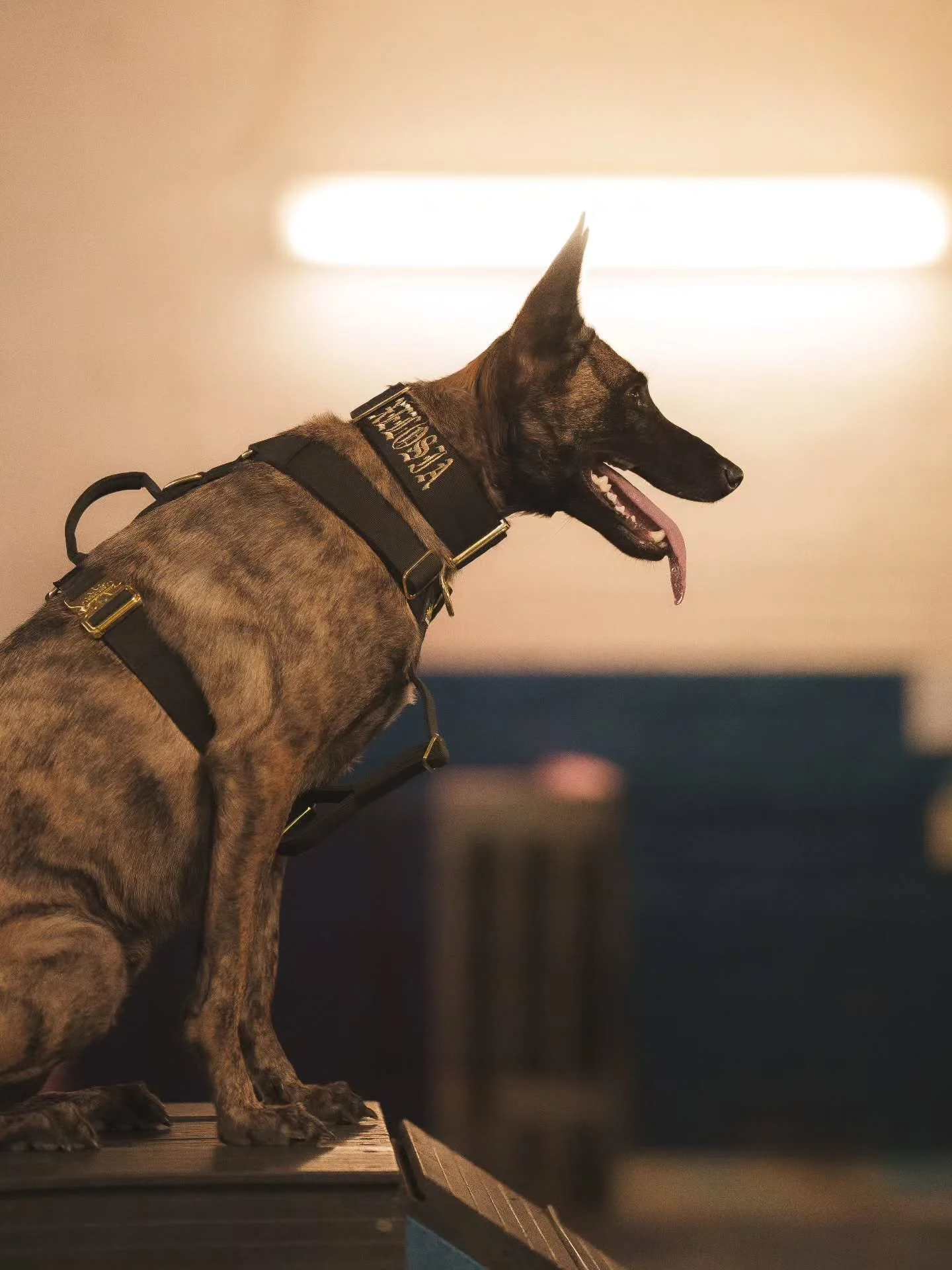 ⚜️ Regal Dog - The Luxury Dog Brand ⚜️
What am I wearing?
Collar: 5cm Black Gold Series Collar & Harness
Use code Xelosia2025 for 10%off
🛒 Shop Now: REGALDOG.CO.UK
📸@reelestk9
.
.
.
.
.
.
.
.
.
.
.
.
.
.
#dutchshepherdsofinstagram#dutchsh