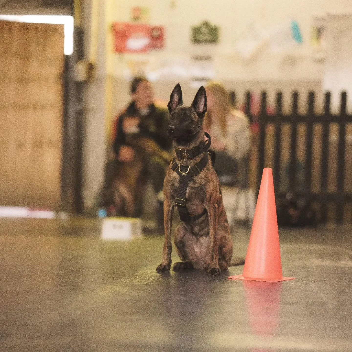 The more I learn, the more I realise how complex the dog training world really is.
With so many approaches, methods, and belief systems out there, it can be difficult to find where you truly fit.
I often wish there was more clarity around training s