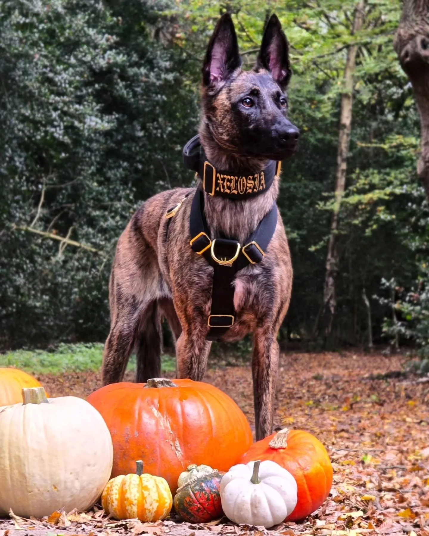 🎃🍁 Pumpkin queen reporting for duty! 👑🐾
Rocking my @regaldoggear and ready to rule the autumn leaves in style! 🍂✨
⚜️ Regal Dog - The Luxury Dog Brand ⚜️
What am I wearing?
Collar: 5cm Black Gold Series Collar
Harness: Black Gold Series Harnes
