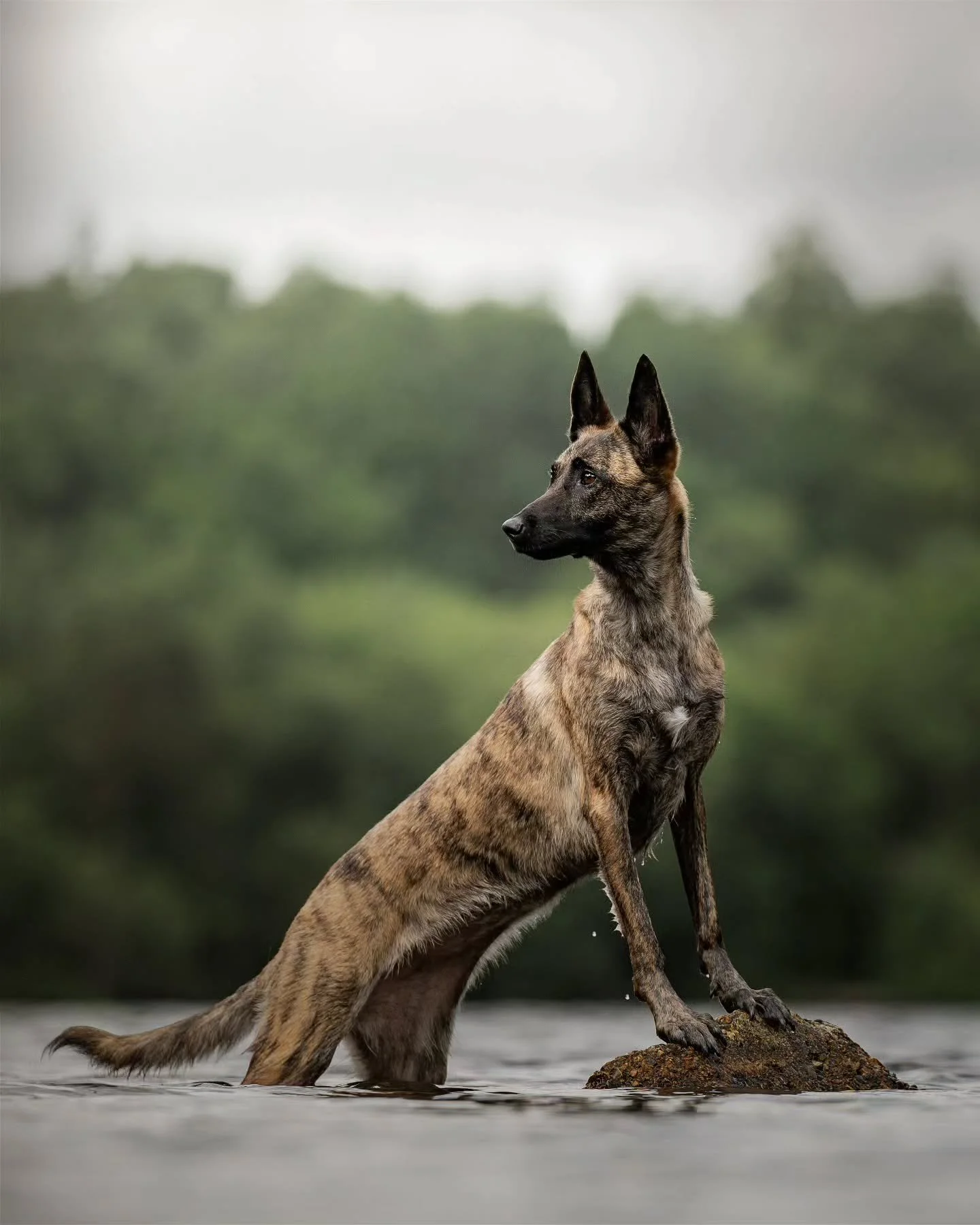 A good trainer welcomes questions. A great one encourages them. Never follow blindly when your dog’s trust is at stake.
📷@ronannindphotography
.
.
.
.
.
.
.
.
.
.
.
.
.
 #dutchshepherdsofinstagram#dutchshepherd#dutchshepherdlovers#germanshep