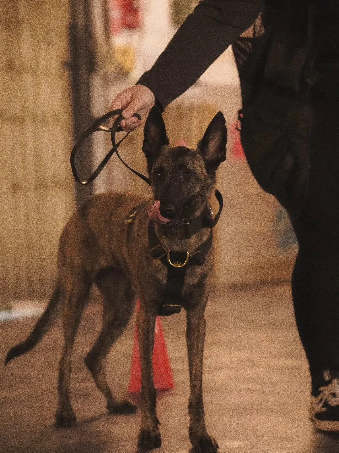 A dog can only understand the world through the knowledge of its handler. Their progress is a mirror of our patience, awareness, and consistency.
⚜️ Regal Dog - The Luxury Dog Brand ⚜️
What am I wearing?
Collar: 5cm Black Gold Series Collar
Harnes