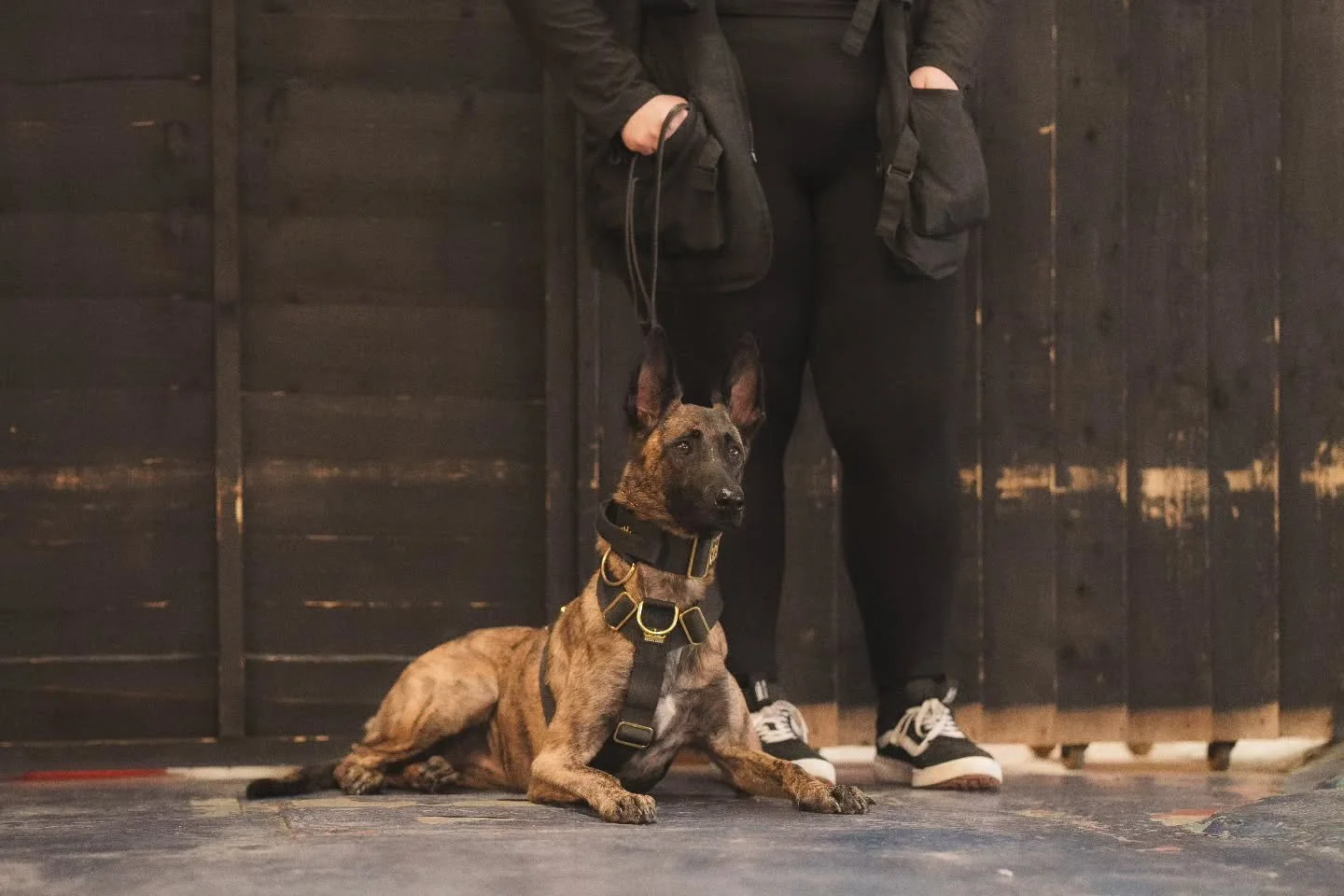 Stay true to yourself in your training 🐾
⚜️ Regal Dog - The Luxury Dog Brand ⚜️
What am I wearing?
Collar: 5cm Black Gold Series Collar
Harness: Black Gold Series Harness
Use code Xelosia2025 for 10%off
🛒 Shop Now: REGALDOG.CO.UK
.
.
.
.
.
.